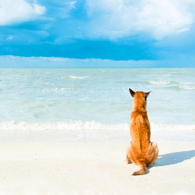 𓇼𓇼𓇼 ⢀⢄⢀⢄⢀⢄⢀⢄⢀⢄
⁡
夏のレジャーシーズン
ワンコと一緒に海を楽しむ予定の方も多いのでは？
⁡
ワンコ連れでのお出かけの際は、行く場所のルールをよく確認し、きちんとそれに従うのがマナーです。
⁡
例えば、犬を連れて入っては行けないビーチがあったり、時間限定で犬連れOKという所もあります。
⁡
犬を遊ばせる際はリードを必ずつけておくこと🦮
ノーリードは基本的にNGです。
フレキシブルリードやロングリードを用意しておくのも良いでしょう。
ロングリードを使う際はお家の中や普段のお散歩で使う練習をして、人間が使い慣れておく事も大切です。
⁡
犬が好きな人もいれば苦手な人もいますし、お年寄りや子供に急に飛びついたりしないように。
犬は遊びのつもりでも、相手に怪我をさせてしまうこともあります。
⁡
またビーチには空き缶やガラス片など危険なものや、食べ残しなどが落ちていることもあるので、十分注意しながら遊びましょう。
⁡
犬は泳ぎが得意と思われがちですが、苦手な子ももちろんいます。
怖がる場合は無理は禁物です!!
フレンチブルドッグ、パグ、ダックスフント、コーギーなど、短頭種や足の短い犬種は溺れてしまうこともあるので注意してあげて下さいね🐾
⁡
熱中症対策として、保冷剤や冷却タオル、ビーチパラソル、犬用の靴などを用意しておくと良いですが、厳しい暑さの日にはくれぐれも無理をしないように!!
⁡
楽しいレジャーが大惨事‼︎ なんてことにならないように、犬連れの際はいつにも増して気をつけながら楽しんで下さいね🐶💕
⁡
────────────────────
────────
⁡
𝗣𝗼𝗻𝗼 𝗛𝗮𝘄𝗮𝗶𝗶𝗮𝗻𝘁𝗵𝗲𝗿𝗮𝗽𝘆
by Ohana Healing Institute Hachioji
⁡
《 愛犬のための自然療法 》
ハワイアンドッグアロマセラピー🌿
⁡
ナチュラルシャンプーやイヤークリーナーなど
100%オーガニックな材料でオリジナルプロダクトをたくさん作って、大切な愛犬に癒しのホームケアを🧡
⁡
詳細はプロフィール🔝の🔗からホームページをご覧下さい‼︎
⁡
＊レッスン開催日
毎週火、木、金、土曜日