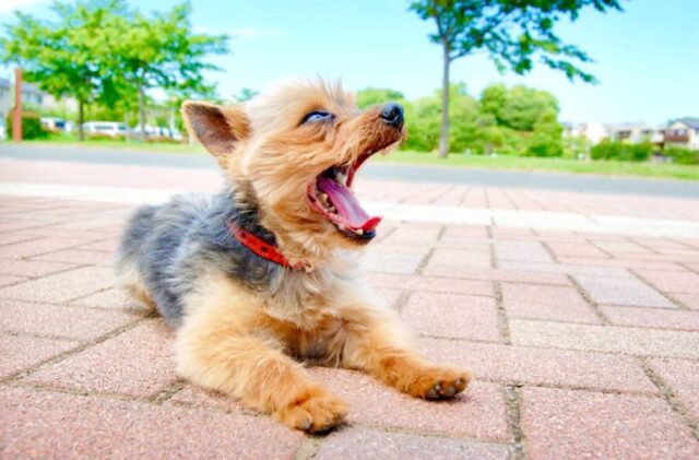 𖧷⢀⢄⢀⢄⢀⢄⢀⢄⢀⢄ᵕᴥᵕ𓈒𓂂𓏸
⁡
カーミングシグナル＝犬のボディランゲージ
知っていますか？
⁡
これはいわゆる犬語のようなもの。
言葉を話せない犬たちが持つ、感情表現の一つです。
⁡
英語の“calming 落ち着かせる” と “signal 信号、合図”から出来た言葉
⁡
主に犬が何らかのストレスを感じた時などに、自分や相手を落ちつかせようとして行うしぐさです。
⁡
例えばあくび
かじってはいけないものをカジカジしてしまったとか、何かいたずらをしてしまったり、してはいけない場所でオシッコしてしまった なんていう時
⁡
「ダメでしょ!! なんでこんなことするの⁈ どうして分からないの⁈」
なんて言いながらぷりぷり怒っていると、犬が大あくび
更に 「ママが真剣に怒ってるのにあくびなんかして‼︎」とイライラすると、犬は伏せをしてアゴをピターっと床につけて、上目遣いでキョロキョロ
⁡
これ、全部カーミングシグナルです!!
「ママごめんね。もう怒らないで。」
ってお願いしてるんです。
⁡
あくびも、体を低くすることも、目を逸らすことも、全部自分や相手を落ち着かせるためのサインです。
⁡
ストレスを感じるとそれを和らげようとしてあくびをすることがよくあります。
カーミングシグナルに早めに気づいてあげることで、犬に与えなくてもよいストレスを避けられるようになって、愛犬からの信頼度もUP!!
⁡
より絆が深まること間違いなしです♡
⁡
他にもたくさんあるカーミングシグナル
またご紹介しますね🐶😊
⁡
⁡
────────────────────
────────
⁡
𝗣𝗼𝗻𝗼 𝗛𝗮𝘄𝗮𝗶𝗶𝗮𝗻𝘁𝗵𝗲𝗿𝗮𝗽𝘆
by Ohana Healing Institute Hachioji
⁡
ハワイアンハーブや精油を使った自然療法で愛犬を癒す
⁡
\ ハワイアンドッグアロマセラピー /
⁡
レッスン開催日
毎週火、木、金、土　午前クラス/午後クラス
⁡
詳細はプロフィール🔝の🔗からホームページで!!
⁡
DMからもお気軽にメッセージをどうぞ🐩
⁡
⁡