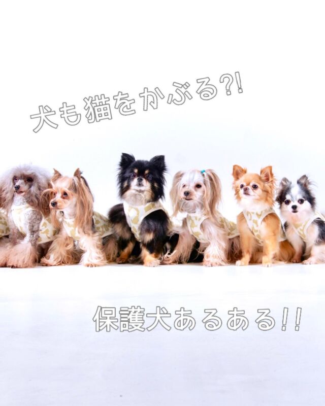 保護犬あるある🐕‍🦺
⁡
東日本大震災以降、犬を飼う上でのひとつの選択肢として、保護犬を家族として迎え入れる方がすごく増えましたね。
⁡
悲しい経験のある犬たちが、新しい家族と出会い幸せになることは、本当に素晴らしいこと♡
⁡
でもね、「こんなこともあるよ。」ということを知っておいて欲しいんです。
⁡
保護施設にいるワンちゃんの中には、悲しい経験をして、心を開けない子もいるんです。
⁡
“とってもおとなしい子ですよ” と言われてこの子を迎え入れることにしたんだけど、実はすごくやんちゃな子だった‼︎ ということがよくあります。
⁡
お家に慣れて、新しい家族に愛情をたくさん注いでもらうと、安心して自分を出せるようになるんですね。
⁡
過去の悲しい経験から、新しい飼い主に依存しすぎて、分離不安になってしまう子もいます。
⁡
こんな風に心に傷があるワンちゃんにも、アロマのケアが役立ちます‼︎
⁡
心と体、どちらにも効果を発揮するのがアロマセラピー🌿
⁡
“もう大丈夫だよ♡” という想いを込めて
愛情たっぷりのアロマケアをしてあげたいですね😊
⁡
⁡
────────────────────
────────
⁡
𝗣𝗼𝗻𝗼 𝗛𝗮𝘄𝗮𝗶𝗶𝗮𝗻𝘁𝗵𝗲𝗿𝗮𝗽𝘆
by Ohana Healing Institute Hachioji
⁡
ドッグアロマで犬との暮らしをもっと楽しく🧡
⁡
JR中央線 西八王子駅から徒歩3分のアロマセラピースクール🌱
⁡
⁡
#ペットアロマ #ドッグアロマ #犬 #猫
#八王子アロマスクール #八王子ハーブスクール #ハワイ
#犬のいる暮らし #猫との暮らし #犬好きさんと繋がりたい 
#猫すきな人と繋がりたい