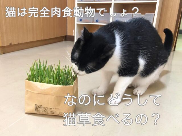 私も度々お伝えしていますが、猫は植物を代謝するための酵素を持っていません。
⁡
“体に良いから猫ちゃんにも” と思って猫に野菜をあげても、消化も吸収もされずに出ていってしまいます。
⁡
猫草や葉物野菜を食べても、猫にとって何のメリットもないように思えるのに、猫って猫草大好きで、ムシャムシャと美味しそうに食べますよね。
⁡
「どうして？」「なんのため？」って、思いませんか
⁡
猫は自分で自分の体を舐めてグルーミングしますが、その時にたくさんの毛を飲み込んでしまいます。
⁡
飲み込んだ毛は口から吐いて毛玉として出すか、うんちに混ざってお尻から出てきます。
⁡
上から出すにしても、下から出すにしても、猫草や葉野菜を食べていると、それらに毛が絡んで出やすくなるようです。
私が勤務する動物病院のアイドル猫だったこなやちゃんは水菜が好きで、水菜を食べてはそのままの形で出していましたが（うんちと一緒に）、出てきた水菜にはいつもたくさんの毛が絡んでいました。
⁡
また、猫草や葉野菜の食感が好きだったり、青臭い香りに自然と戯れるような刺激を求める猫もいるようです。
ムシャムシャ食べているように見えて、実は噛んで引き抜いてばら撒いて満足‼︎ という子は、こちらのタイプですね🐈
⁡
ユリ科の植物やネギ類は猫が中毒を起こす代表的なものですが、他にもたくさんあるので、野菜を食べさせる際はご注意を⚠️
⁡
────────────────────
────────
⁡
𝗣𝗼𝗻𝗼 𝗛𝗮𝘄𝗮𝗶𝗶𝗮𝗻𝘁𝗵𝗲𝗿𝗮𝗽𝘆
by Ohana Healing Institute Hachioji
⁡
人のためのアロマセラピー😊
犬のためのアロマセラピー🐶
プライベートレッスンでどちらも学べるスクールです🌱
⁡
⁡
#ペットアロマ #ドッグアロマ #犬 #猫
#八王子アロマスクール #八王子ハーブスクール #ハワイ
#犬のいる暮らし #猫との暮らし #犬好きさんと繋がりたい 
#猫すきな人と繋がりたい
⁡